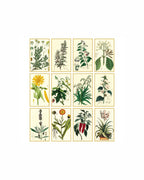 Calendario da tavolo illustrato Erboristeria 07586