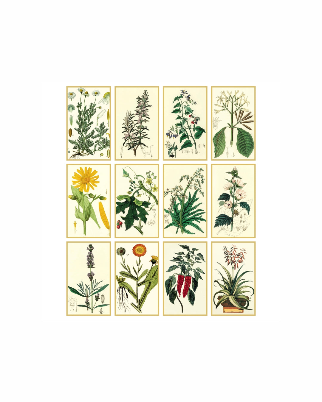 Calendario da tavolo illustrato Erboristeria 07586