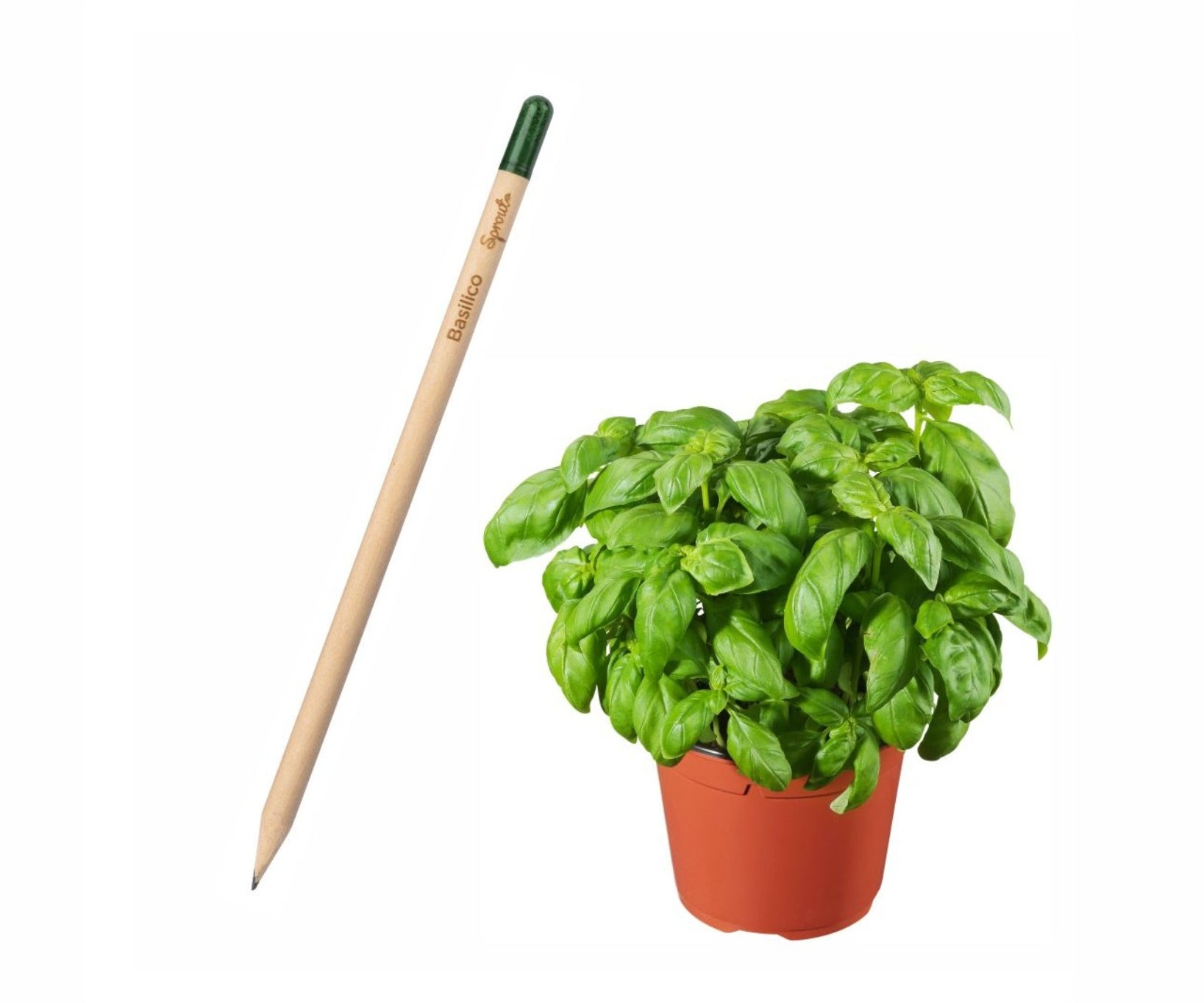 Sprout matita piantabile 00130